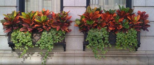 گیاه آپارتمانی کروتن پرتقالیOrange Croton Houseplant
مجموعه تولیدی سیدوس ,تولید کننده گلدان پلاستیکی سیدوس ,بیش از 120نوع, اعم از گلدان استوانه ای پلاستیکی سیدوس,گلدان الماسی پلاستیکی سیدوس,گلدان مربعی پلاستیکی,گلدان مثلثی پلاستیکی,گلدان گرد پلاستیکی ,باکس مستطیلی,در اندازه های کاکتوسی تا درختچه ای