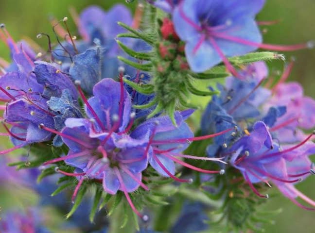 گل خوراکی (و3شیوه مصرف)Edible flower (and 3 ways of consumption) مجموعه تولیدی سیدوس , تولید کننده گلدان پلاستیکی سیدوس