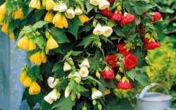 گل آبوتیلون, Abutilon megapotamicum مجموعه تولیدی سیدوس ,تولید کننده گلدان پلاستیکی سیدوس