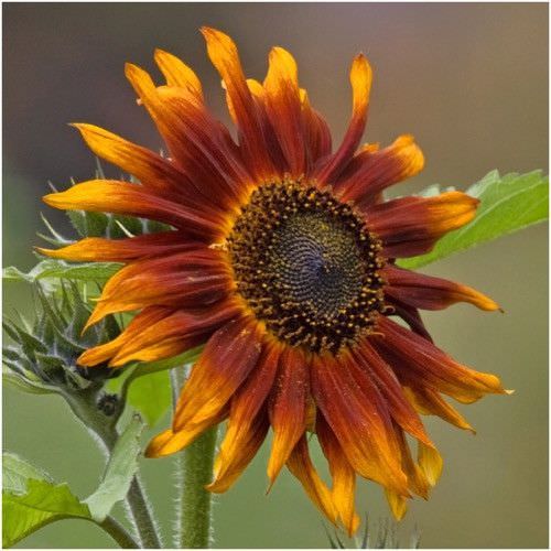 آفتابگردان تراکوتا(Terracotta)Sunflower in Sidoos rubber pot
گل آفتابگردان در گلدان پلاستیکی سیدوس
آفتابگردان خورشید طلایی