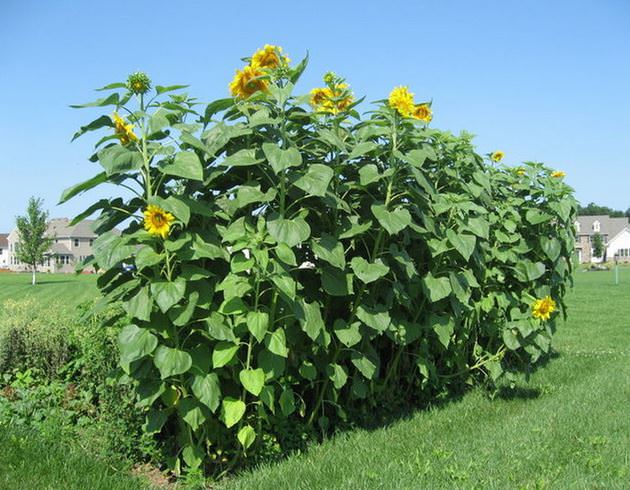 آفتابگردان ماموت روسی(Russian Mammoth):Sunflower in Sidoos rubber pot
گل آفتابگردان در گلدان پلاستیکی سیدوس