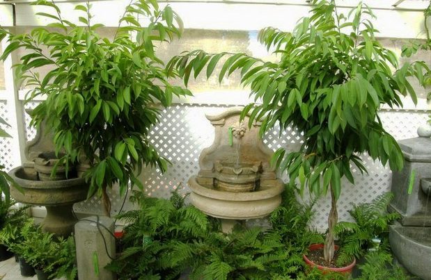 گیاهان آپارتمانی که باید با احتیاط جابجا کرد Houseplants that should be moved with care مجموعه تولیدی سیدوس ,تولید کننده گلدان پلاستیکی سیدوس ,بیش از 120نوع, اعم از گلدان استوانه ای پلاستیکی سیدوس,گلدان الماسی پلاستیکی سیدوس,گلدان مربعی پلاستیکی,گلدان مثلثی پلاستیکی,گلدان گرد پلاستیکی ,باکس مستطیلی,در اندازه های کاکتوسی تا درختچه ای