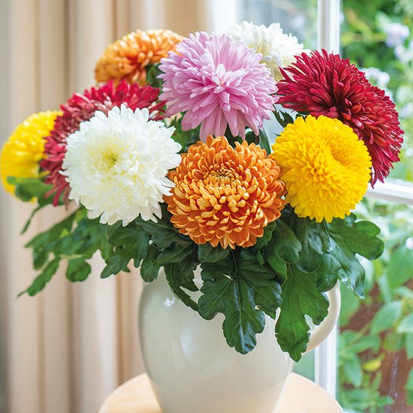 گل داوودی در مجموعه تولیدی گلدان پلاستیکی سیدوسChrysanthemum flower in Sidoos plastic vase collection