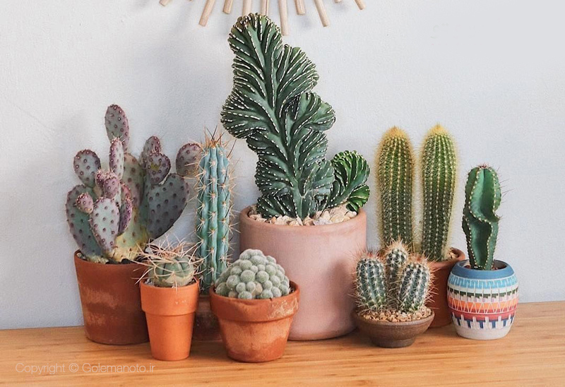 گیاهانی که باید در زمستان به داخل منزل منتقل گرددPlants that should be brought indoors in winter
مجموعه تولیدی سیدوس ,تولید کننده گلدان پلاستیکی سیدوس ,بیش از 120نوع, اعم از گلدان استوانه ای پلاستیکی سیدوس,گلدان الماسی پلاستیکی سیدوس,گلدان مربعی پلاستیکی,گلدان مثلثی پلاستیکی,گلدان گرد پلاستیکی ,باکس مستطیلی,در اندازه های کاکتوسی تا درختچه ای