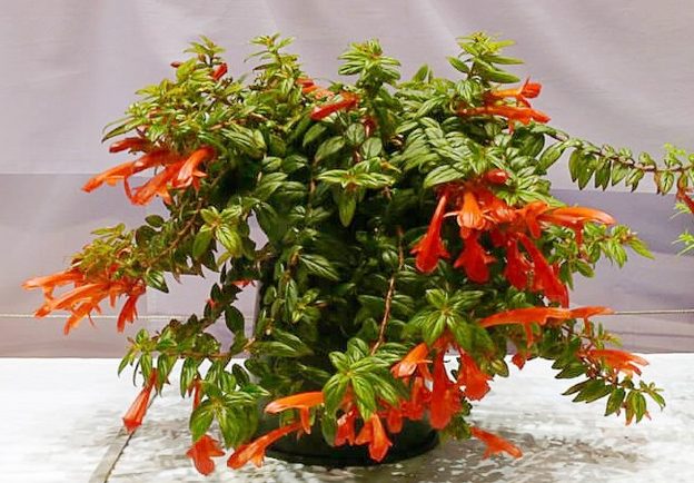 گل کولومنئا Columneaمجموعه تولیدی سیدوس ,تولید کننده گلدان پلاستیکی سیدوس ,بیش از 120نوع, اعم از گلدان استوانه ای پلاستیکی سیدوس,گلدان الماسی پلاستیکی سیدوس,گلدان مربعی پلاستیکی,گلدان مثلثی پلاستیکی,گلدان گرد پلاستیکی ,باکس مستطیلی,در اندازه های کاکتوسی تا درختچه ای