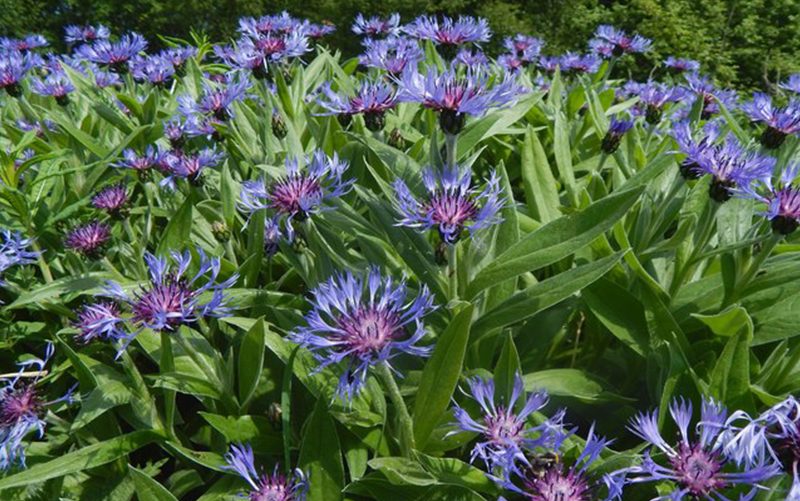 گل گندم (Centaurea cyanus)مجموعه تولیدی سیدوس ,تولید کننده گلدان پلاستیکی سیدوس