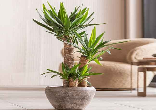 گیاه یوکا وخواص آن Yucca plant and its properties
مجموعه تولیدی سیدوس ,تولید کننده گلدان پلاستیکی سیدوس ,بیش از 120نوع, اعم از گلدان استوانه ای پلاستیکی سیدوس,گلدان الماسی پلاستیکی سیدوس,گلدان مربعی پلاستیکی,گلدان مثلثی پلاستیکی,گلدان گرد پلاستیکی ,باکس مستطیلی,در اندازه های کاکتوسی تا درختچه ای