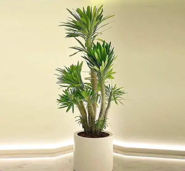 نخل ماداگاسکار وعلل پاجوش نزدن آنMadagascar Palm and Reasons for Not Growing It
مجموعه تولیدی سیدوس ,تولید کننده گلدان پلاستیکی سیدوس ,بیش از 120نوع, اعم از گلدان استوانه ای پلاستیکی سیدوس,گلدان الماسی پلاستیکی سیدوس,گلدان مربعی پلاستیکی,گلدان مثلثی پلاستیکی,گلدان گرد پلاستیکی ,باکس مستطیلی,در اندازه های کاکتوسی تا درختچه ای