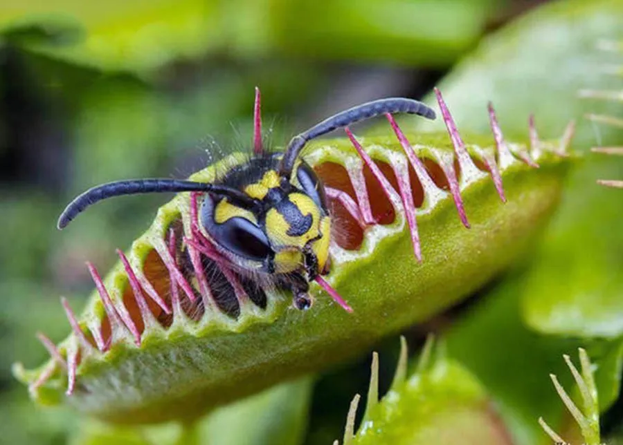 گیاهان گوشتخوار (Carnivorous plant) مجموعه تولیدی سیدوس ,تولید کننده گلدان پلاستیکی سیدوس