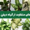 گیاه دیفن باخیا و تکثیر 4 گونه معروف