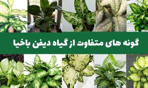 گیاه دیفن باخیا و تکثیر 4 گونه معروف