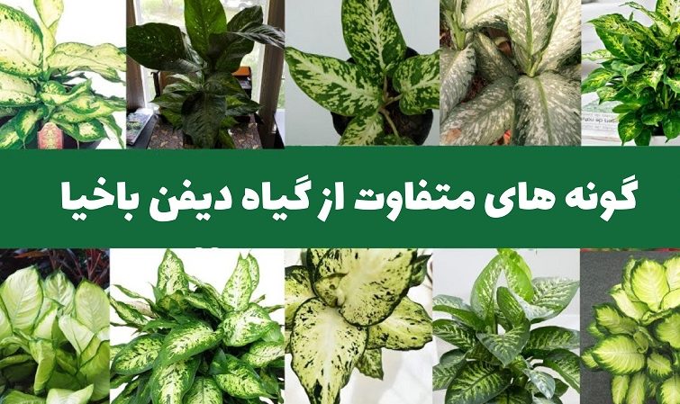 دیفن باخیا و تکثیر ۴ گونه معروف Dieffenbachia and reproduction of 4 famous species مجموعه تولیدی سیدوس تولید کننده 120نوع گلدان پلاستیکی