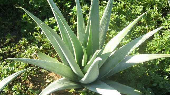 گیاه آلوئه ورا یا صبر Aloe vera plant or patience مجموعه تولیدی سیدوس ,تولید کننده گلدان پلاستیکی سیدوس ,بیش از 120نوع, اعم از گلدان استوانه ای پلاستیکی سیدوس,گلدان الماسی پلاستیکی سیدوس,گلدان مربعی پلاستیکی,گلدان مثلثی پلاستیکی,گلدان گرد پلاستیکی ,باکس مستطیلی,در اندازه های کاکتوسی تا درختچه ای