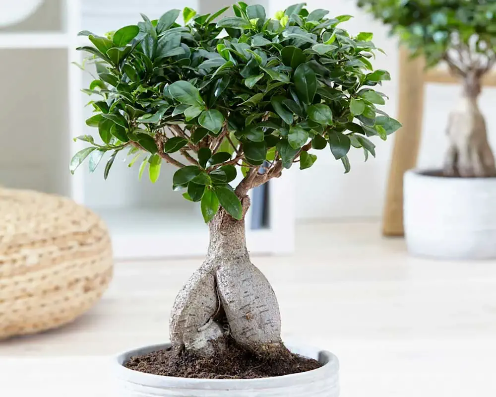 بونسای چیست؟تاریخچه بونسای وانواع آن What is bonsai? History of bonsai and its types مجموعه تولیدی سیدوس ,تولید کننده گلدان پلاستیکی سیدوس ,بیش از 120نوع, اعم از گلدان استوانه ای پلاستیکی سیدوس,گلدان الماسی پلاستیکی سیدوس,گلدان مربعی پلاستیکی,گلدان مثلثی پلاستیکی,گلدان گرد پلاستیکی ,باکس مستطیلی,در اندازه های کاکتوسی تا درختچه ای