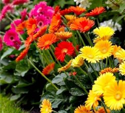 گل-ژربراgerbera flower