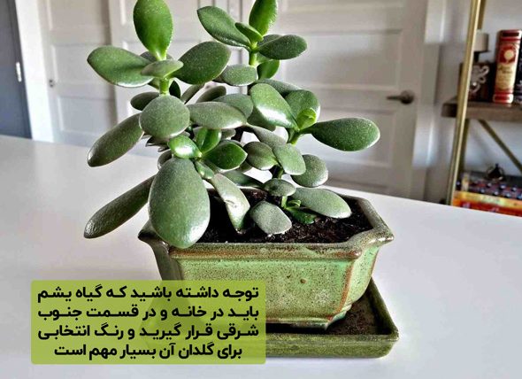 گیاهان شانس آور کدامند؟ Which are the lucky plants? مجموعه تولیدی سیدوس ,تولید کننده گلدان پلاستیکی سیدوس ,بیش از 120نوع, اعم از گلدان استوانه ای پلاستیکی سیدوس,گلدان الماسی پلاستیکی سیدوس,گلدان مربعی پلاستیکی,گلدان مثلثی پلاستیکی,گلدان گرد پلاستیکی ,باکس مستطیلی,در اندازه های کاکتوسی تا درختچه ای