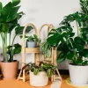 گیاهان آپارتمانی سایه دوست(22 نمونه)