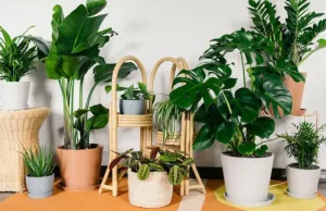 گیاهان آپارتمانی سایه دوست(22 نمونه)