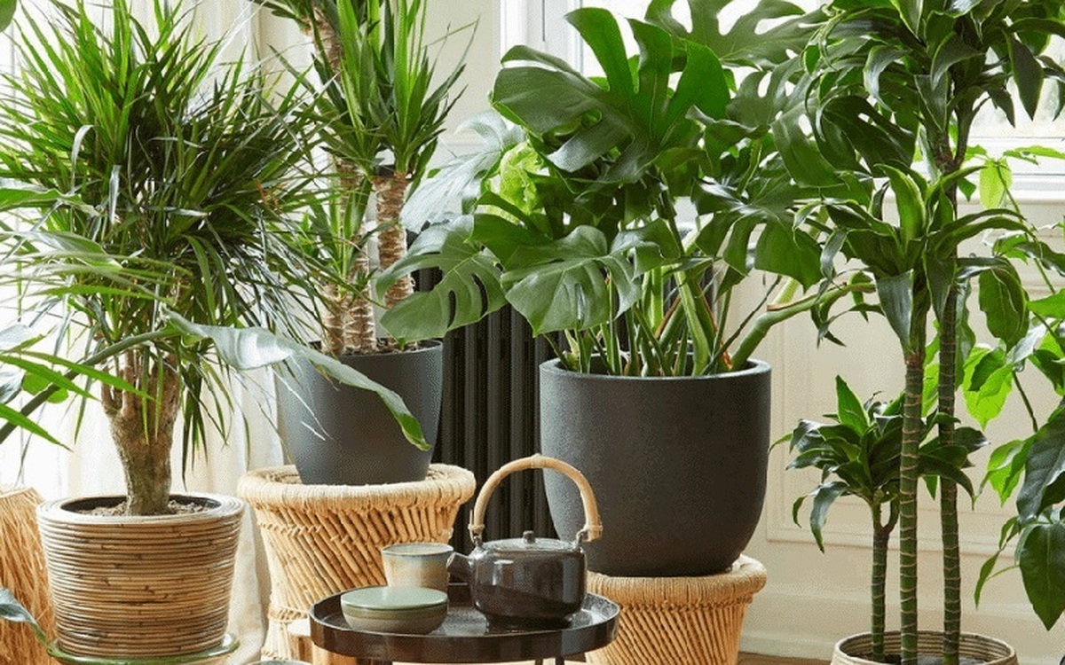 گیاهان آپارتمانی برگ پهن Broadleaf houseplants مجموعه تولیدی سیدوس ,تولید کننده گلدان پلاستیکی سیدوس ,بیش از 120نوع, اعم از گلدان استوانه ای پلاستیکی سیدوس,گلدان الماسی پلاستیکی سیدوس,گلدان مربعی پلاستیکی,گلدان مثلثی پلاستیکی,گلدان گرد پلاستیکی ,باکس مستطیلی,در اندازه های کاکتوسی تا درختچه ای