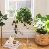 احیای گیاهان آپارتمانی پژمرده با کود خانگی(5مرحله تهیه)