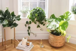 احیای گیاهان آپارتمانی پژمرده با کود خانگی Revive wilted houseplants with homemade fertilizer مجموعه تولیدی سیدوس ,تولید کننده گلدان پلاستیکی سیدوس ,بیش از 120نوع, اعم از گلدان استوانه ای پلاستیکی سیدوس,گلدان الماسی پلاستیکی سیدوس,گلدان مربعی پلاستیکی,گلدان مثلثی پلاستیکی,گلدان گرد پلاستیکی ,باکس مستطیلی,در اندازه های کاکتوسی تا درختچه ای