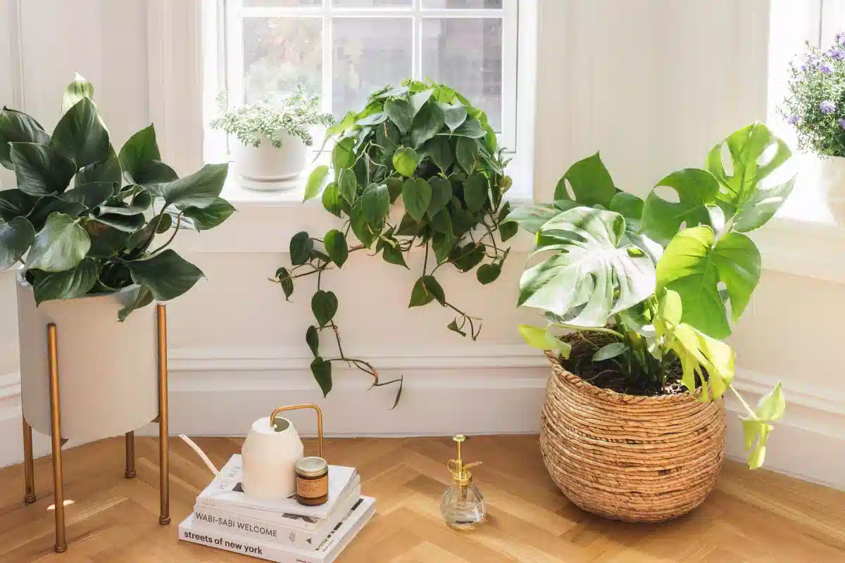 احیای گیاهان آپارتمانی پژمرده با کود خانگی Revive wilted houseplants with homemade fertilizer مجموعه تولیدی سیدوس ,تولید کننده گلدان پلاستیکی سیدوس ,بیش از 120نوع, اعم از گلدان استوانه ای پلاستیکی سیدوس,گلدان الماسی پلاستیکی سیدوس,گلدان مربعی پلاستیکی,گلدان مثلثی پلاستیکی,گلدان گرد پلاستیکی ,باکس مستطیلی,در اندازه های کاکتوسی تا درختچه ای
