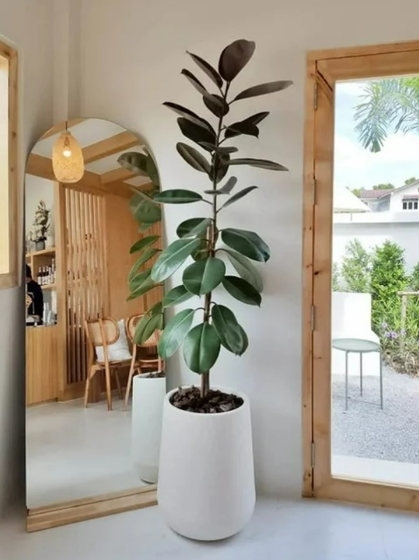 گیاهان آپارتمانی از نظر شکل ظاهریHouseplants in terms of appearance مجموعه تولیدی سیدوس ,تولید کننده گلدان پلاستیکی سیدوس ,بیش از 120نوع, اعم از گلدان استوانه ای پلاستیکی سیدوس,گلدان الماسی پلاستیکی سیدوس,گلدان مربعی پلاستیکی,گلدان مثلثی پلاستیکی,گلدان گرد پلاستیکی ,باکس مستطیلی,در اندازه های کاکتوسی تا درختچه ای