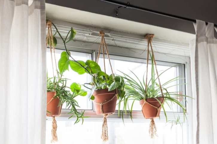 گیاهان آویزی,منزل شما را سبزتر می‌کنندHanging plants make your home greener
مجموعه تولیدی سیدوس تولید کننده گلدان پلاستیکی اعم از گلدان استوانه ای وگلدان الماسی,گلدان باکس ,و... با بیش از 120مدل گلدان پلاستیکی سیدوس