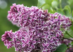 یاس خوشه ای,Syringa vulgaris مجموعه تولیدی گلدان پلاستیکی سیدوس