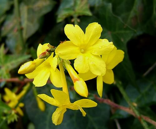 گل یاس و نحوه کاشت و تکثیر آن Jasmine flower and how to plant and propagate it مجموعه تولیدی سیدوس ,تولید کننده گلدان پلاستیکی سیدوس اعم از گلدان استوانه ای و ...