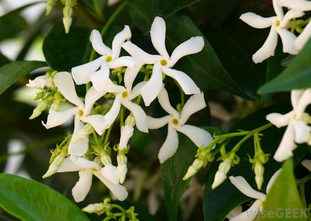 گیاه یاس ستاره‌ای (Star Jasmine)نام علمی: (Trachelospermum jasminoides)
گلدان پلاستیکی سیدوس