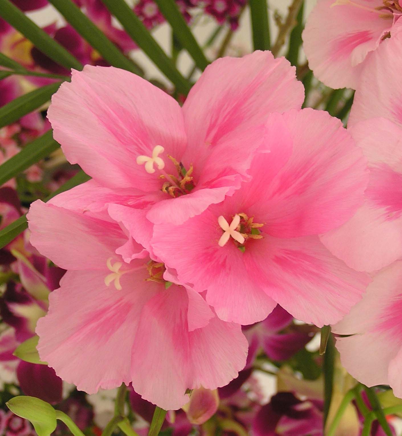گل ریحانی با نام علمی (Clarkia grandiflora)مجموعه تولیدی سیدوس تولید کننده گلدان پلاستیکی سیدوس